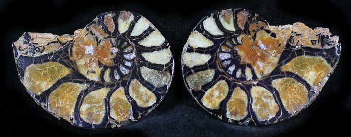 Iron Replaced Ammonite Fossil Pair #27470